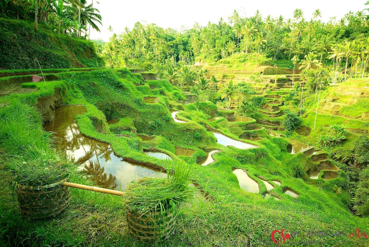 Capung Sakti Villas Ubud  Exterior photo